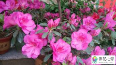 杜鹃花什么时候换盆换土好