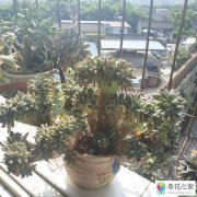 养殖多肉植物你见过最奇葩的是什么样的