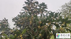 现在桂花树为什么不值钱了