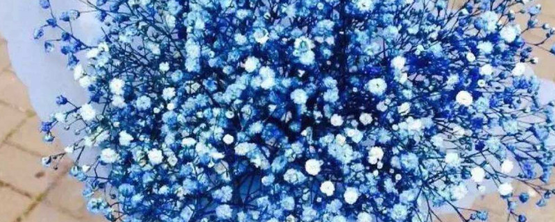 蓝色满天星花语