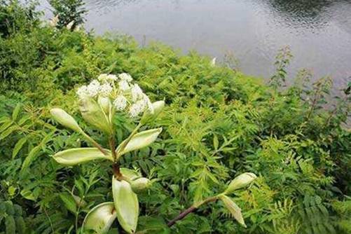 白芷种植技术，白芷种植做好这3方面定能丰产