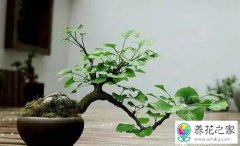 银杏种子怎么种盆栽做银杏盆景