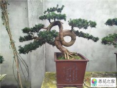下山桩能否成活取决于盆土和正确的养桩方式