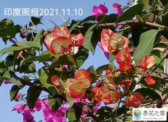 农家小院养什么花能一年四季有花赏