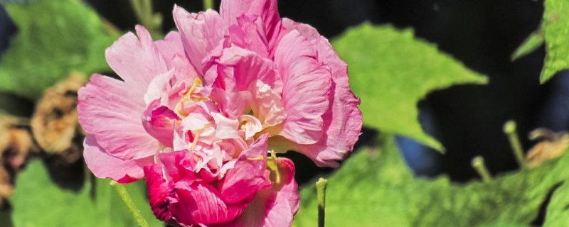 芙蓉花怕晒太阳吗