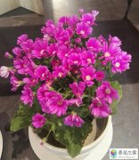 养的花烂根是什么原因