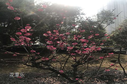 十二月花神之一月梅花花语及传说
