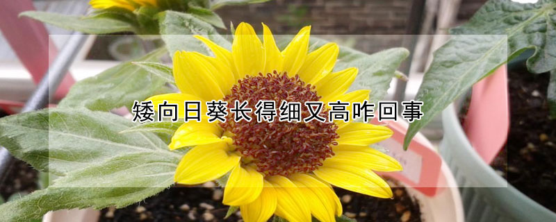 矮向日葵长得细又高咋回事