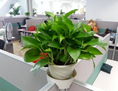 植物花语：绿萝花语及绿萝的花语由来