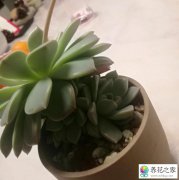 多肉大头下面长出许多小头怎么办