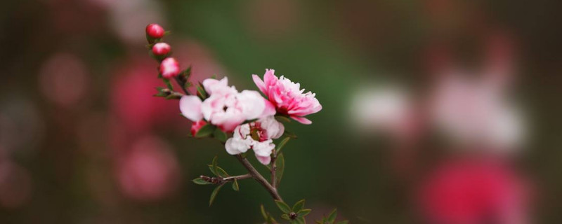 松红梅的花语
