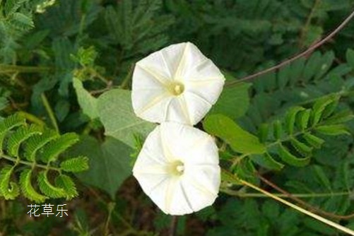 美人迟暮，英雄白头：夕颜花花语和传说