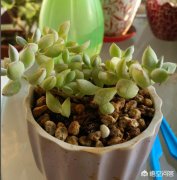 达福摩娘浇水后叶片依然皱怎么办