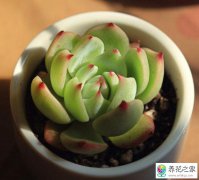 多肉怎么养的又肥又胖用什么肥料