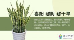 用吸水花盆种植虎皮兰好吗