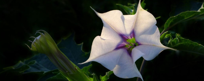 曼陀罗花花语