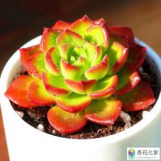 新买的蒂亚怎么养