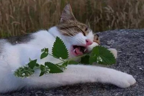 “猫薄荷”是什么？猫吃了“猫薄荷”为什么会发疯？