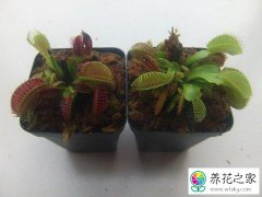 捕蝇草应该怎么养?能养在室内吗