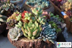 家庭种植多肉什么时候买最好