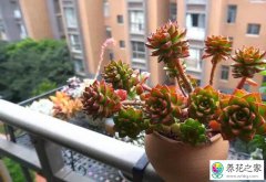 多肉浇水的要与不要