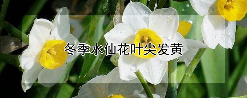 冬季水仙花叶尖发黄