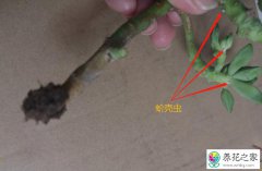 7月初买的多肉一点根都没长怎么修根它才能活