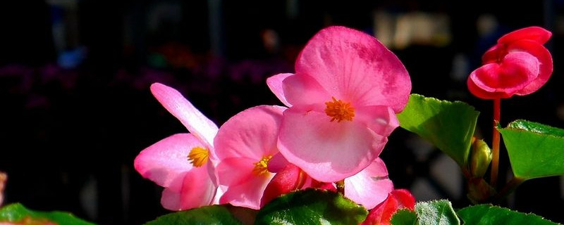 四季海棠花语
