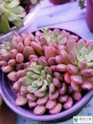 买回家的多肉的养护经验