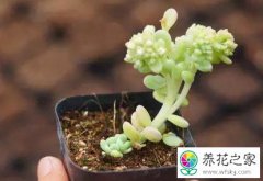 怎么对付徒长的多肉