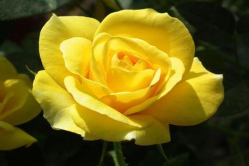 北京的市花你知道吗？北京的市花 月季还是菊花呢