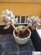 多肉植物长得很高如何处理