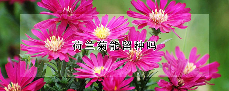荷兰菊能留种吗