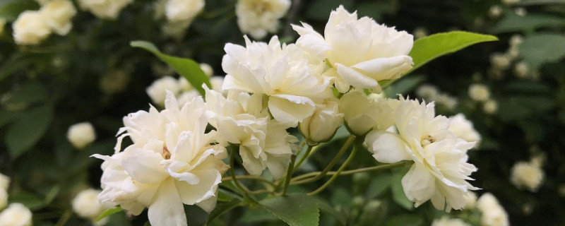 木香花花语