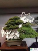 盆景的舍利制作好了要涂抹什么