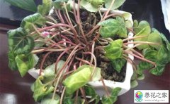 仙客来怎么养才能让它开花