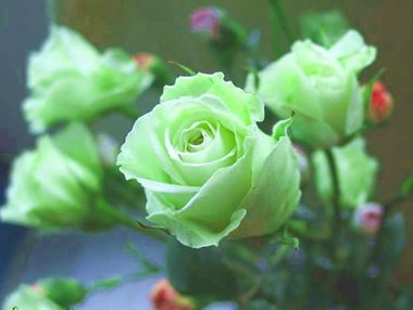玫瑰花语：绿玫瑰花语是什么呢?