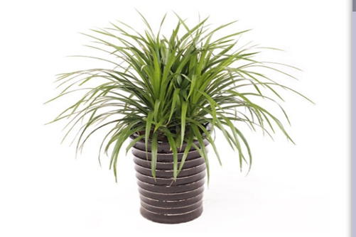 植物中的活化石龙血树有毒吗？可以家养吗？