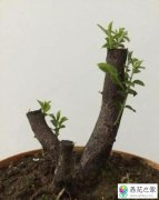 黑骨茶盆景用什么土栽种比较好