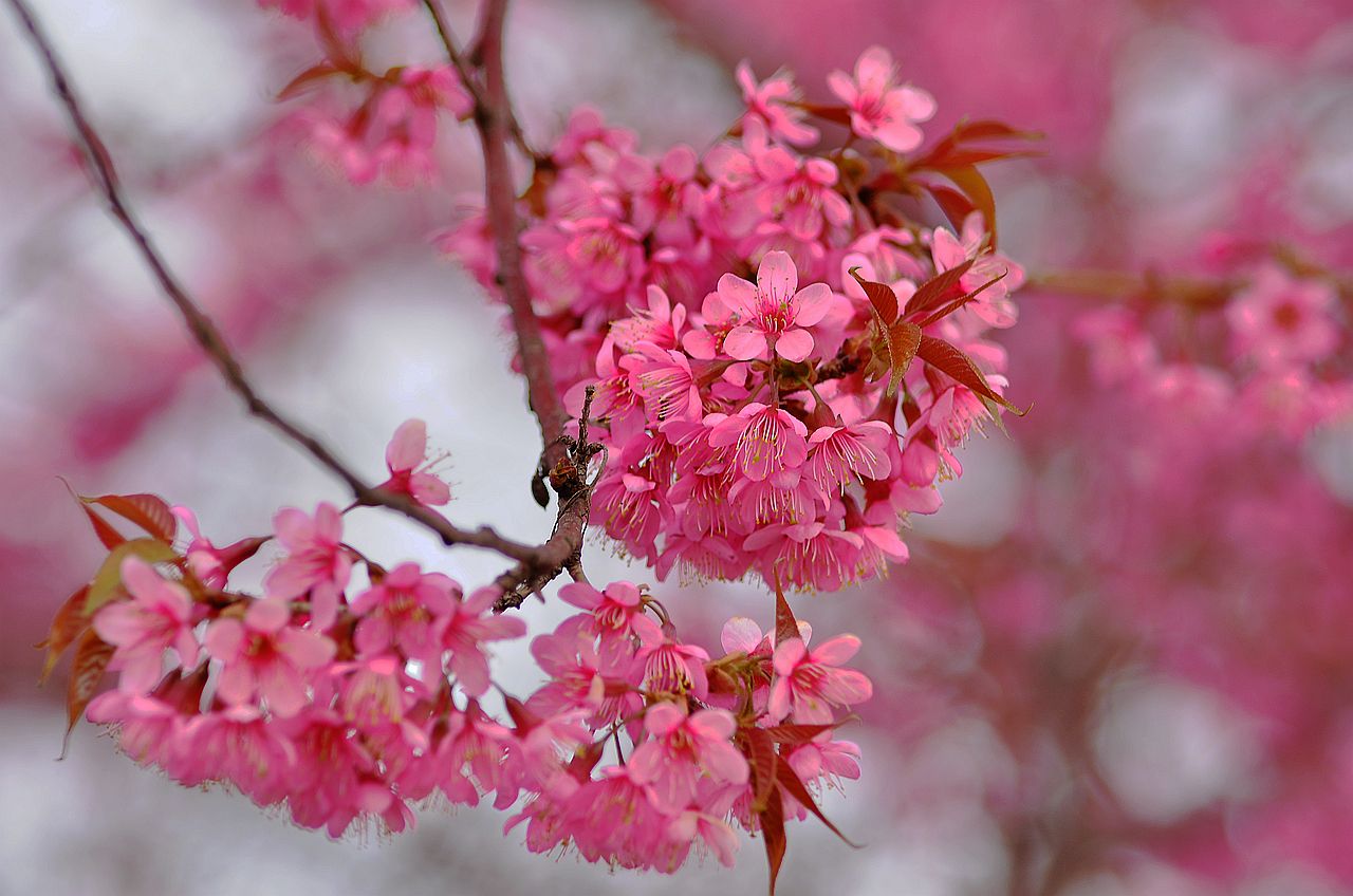 樱花花语大全：冬樱花、重瓣樱花、樱花草花语