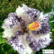 养花怎么营造潮湿环境