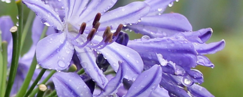 百子莲花语