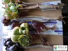 网购的黑法师土干了能活吗