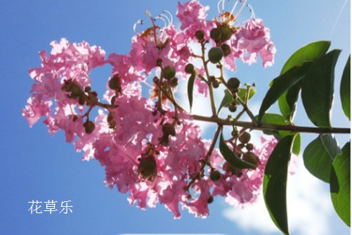 紫薇花叶子发黄怎么办？叶子发黄的原因与防治