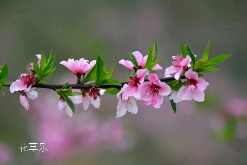 十二月花神之三月桃花花语和传说