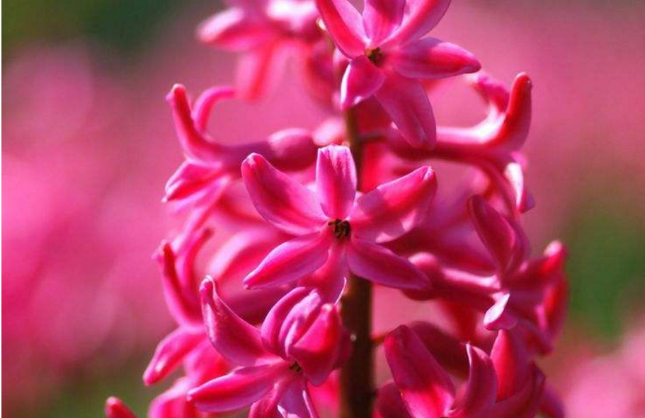 风信子花语是什么，桃红色风信子的花语