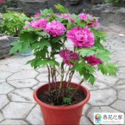牡丹花换盆注意事项
