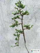 怎样给山格木浇水