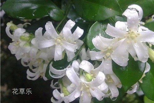 九里香的花语介绍
