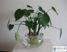 水培植物怎么防止蚊子滋生